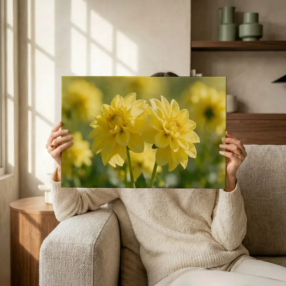 Sfeerimpressie: Dahlia in volle zon, zonnegeel 2 terwijl het omhoog wordt gehouden