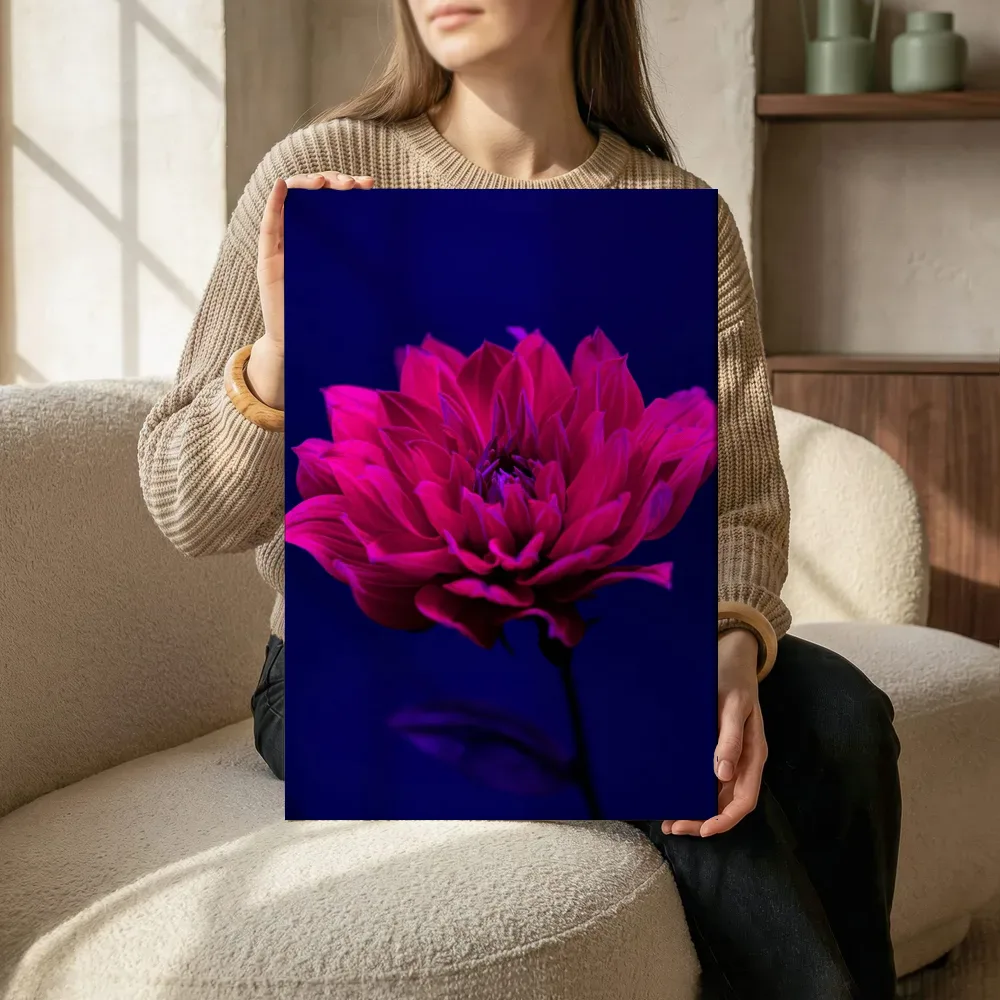 Sfeerimpressie: Felroze dahlia op diepblauw terwijl het zittend wordt getoond