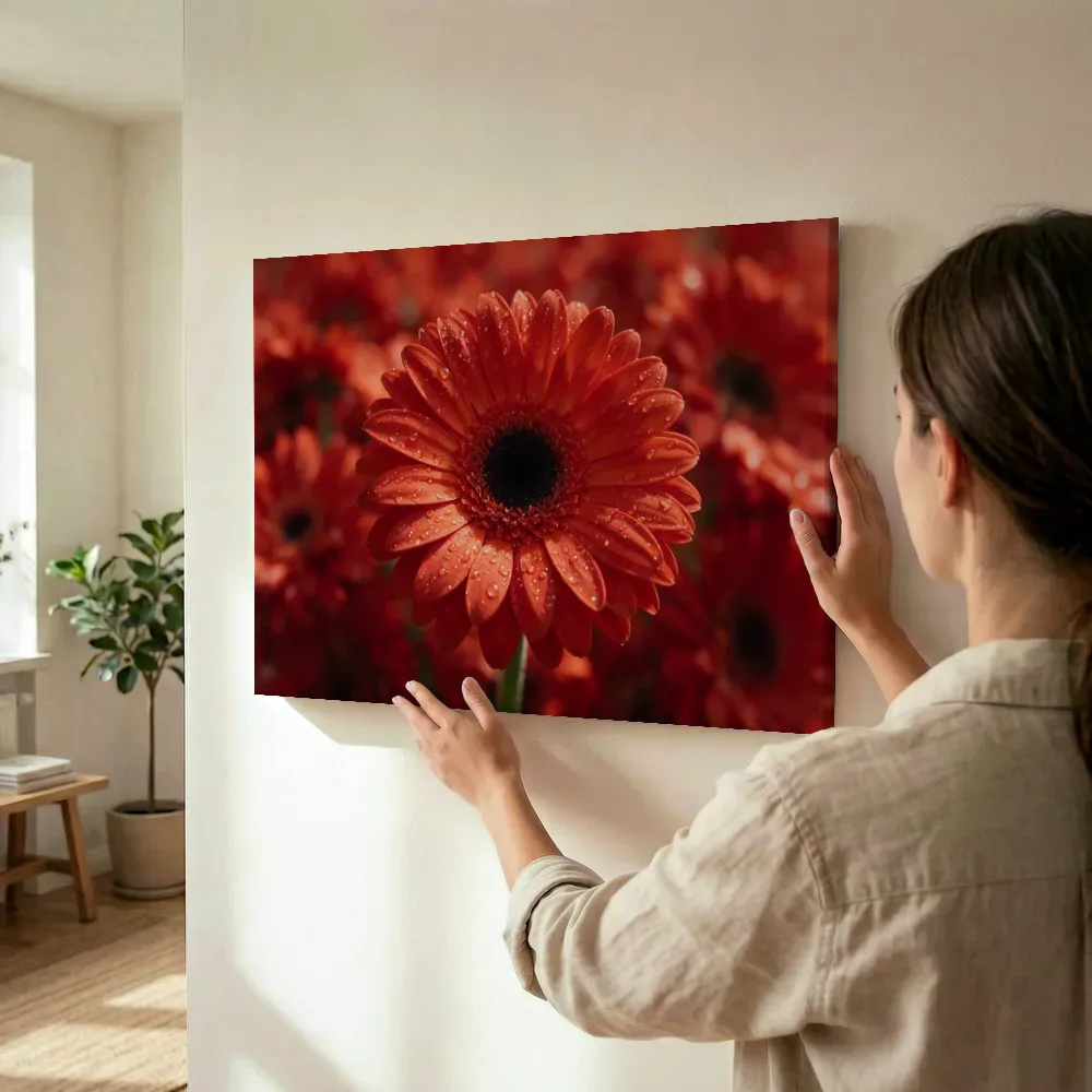 Sfeerimpressie: Gerbera in dauw, glinsterlicht, vuurrood terwijl het wordt opgehangen