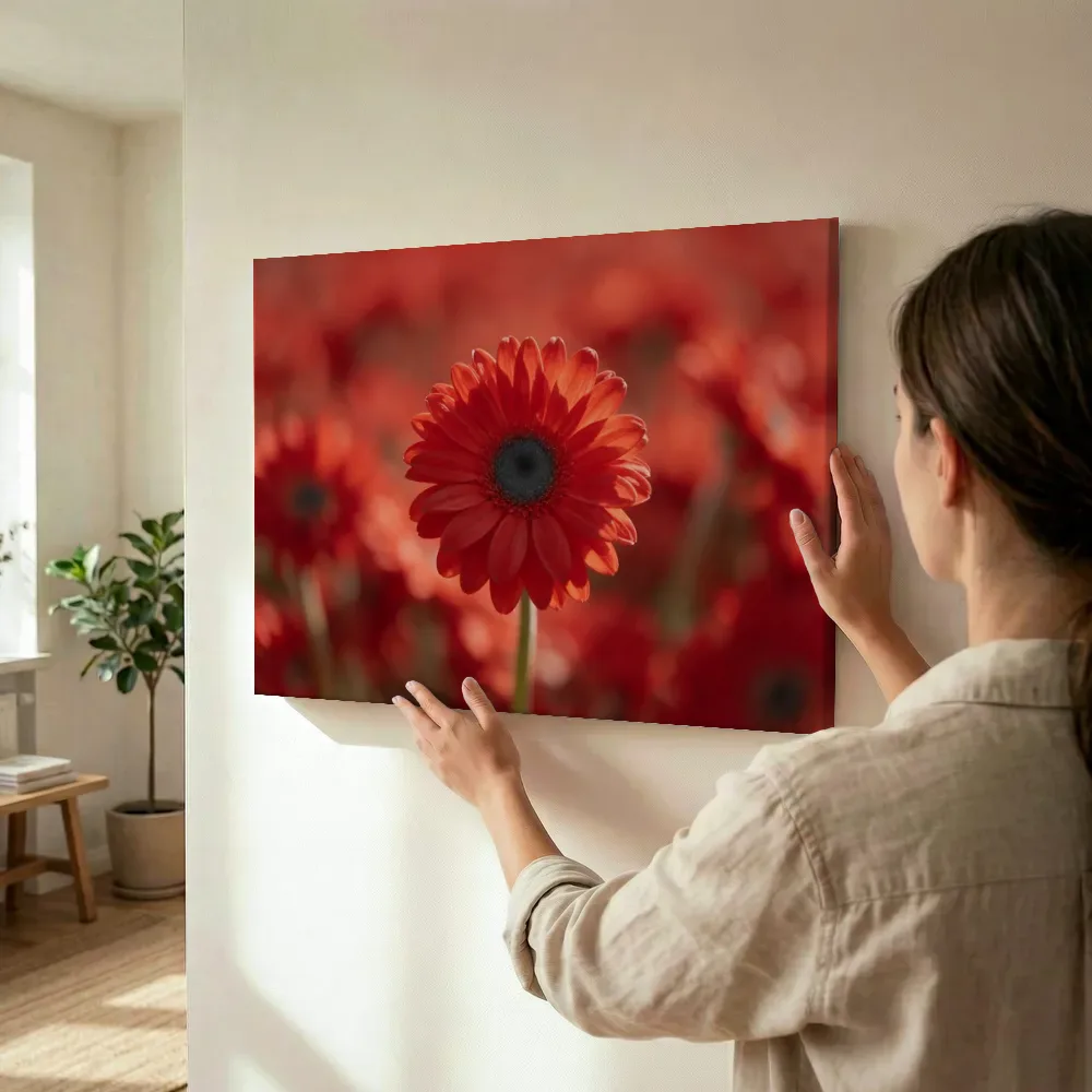 Sfeerimpressie: Gerbera in volle zon, vuurrood 3 terwijl het wordt opgehangen