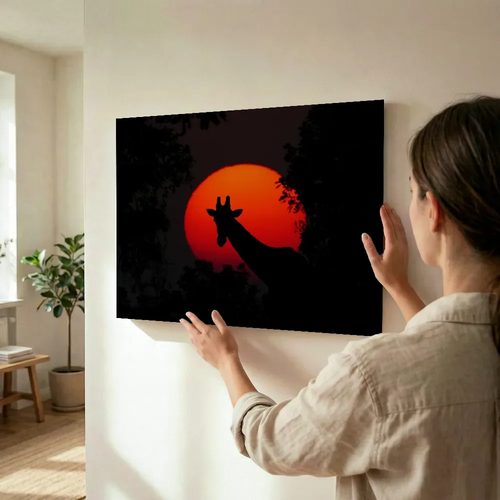 Sfeerimpressie: Giraffe bij de rode zon terwijl het wordt opgehangen