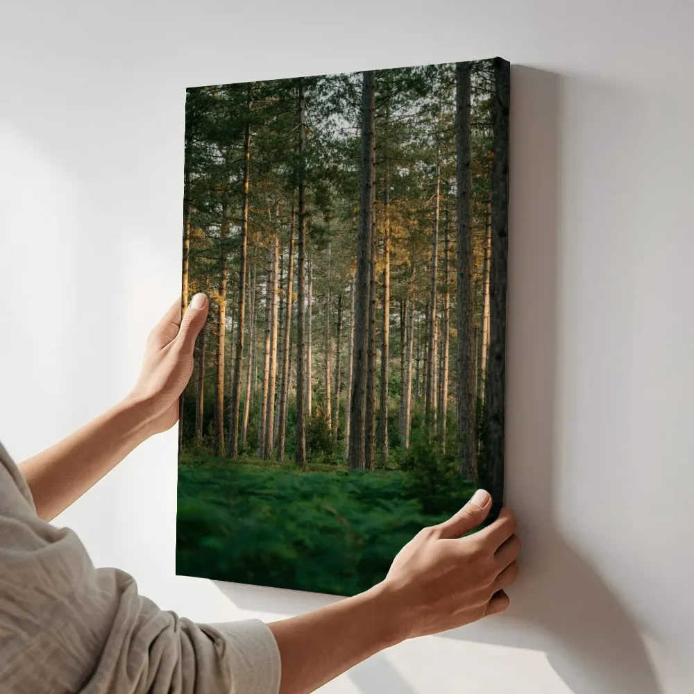 Sfeerimpressie: Gouden ochtend in het dennenbos terwijl het aan de muur wordt gehangen