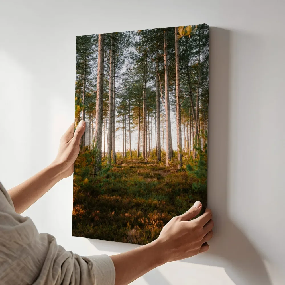 Sfeerimpressie: Heidebos in gouden uur terwijl het aan de muur wordt gehangen