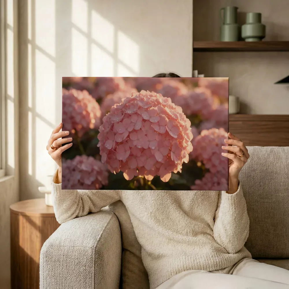 Sfeerimpressie: Hortensia in dauw, gouden gloed, zachtroze terwijl het omhoog wordt gehouden