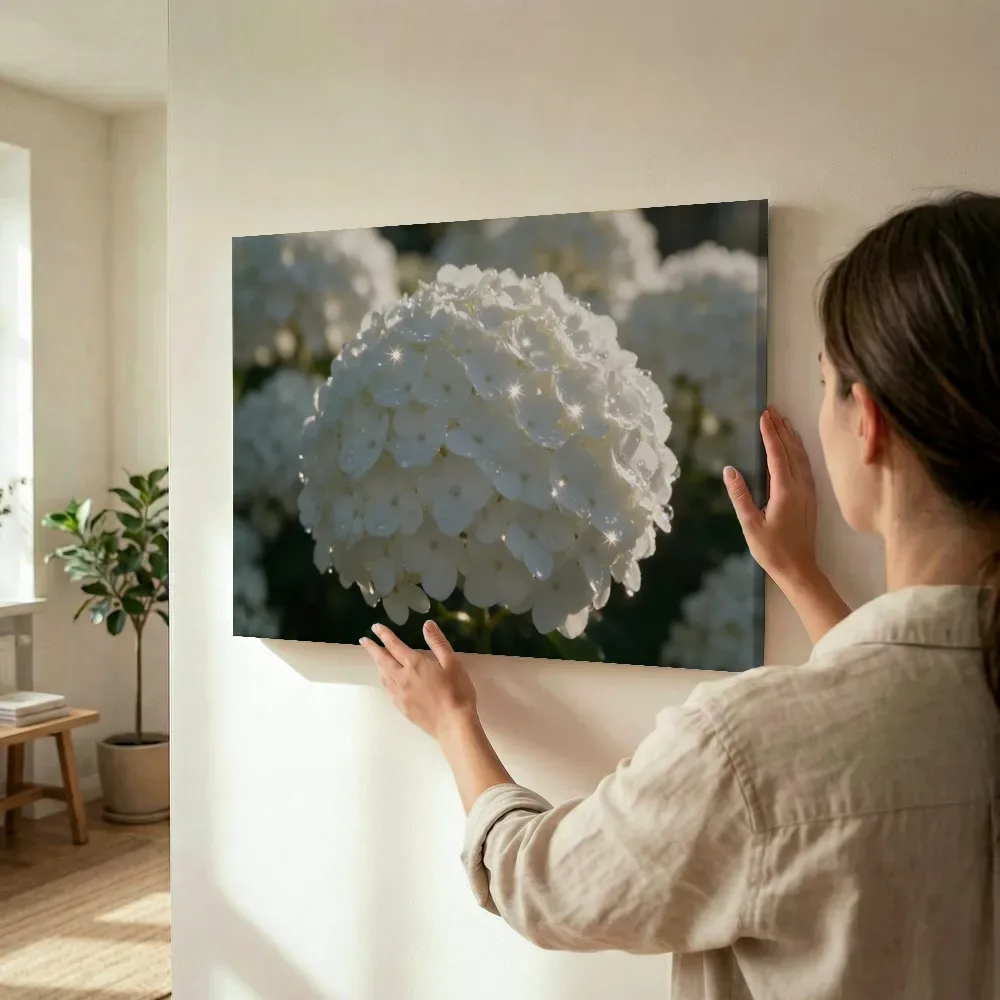 Sfeerimpressie: Hortensia in dauw, sterrenglans, wit 2 terwijl het wordt opgehangen