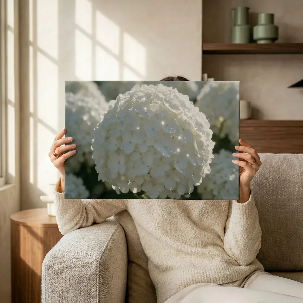 Sfeerimpressie: Hortensia in dauw, sterrenglans, wit terwijl het omhoog wordt gehouden