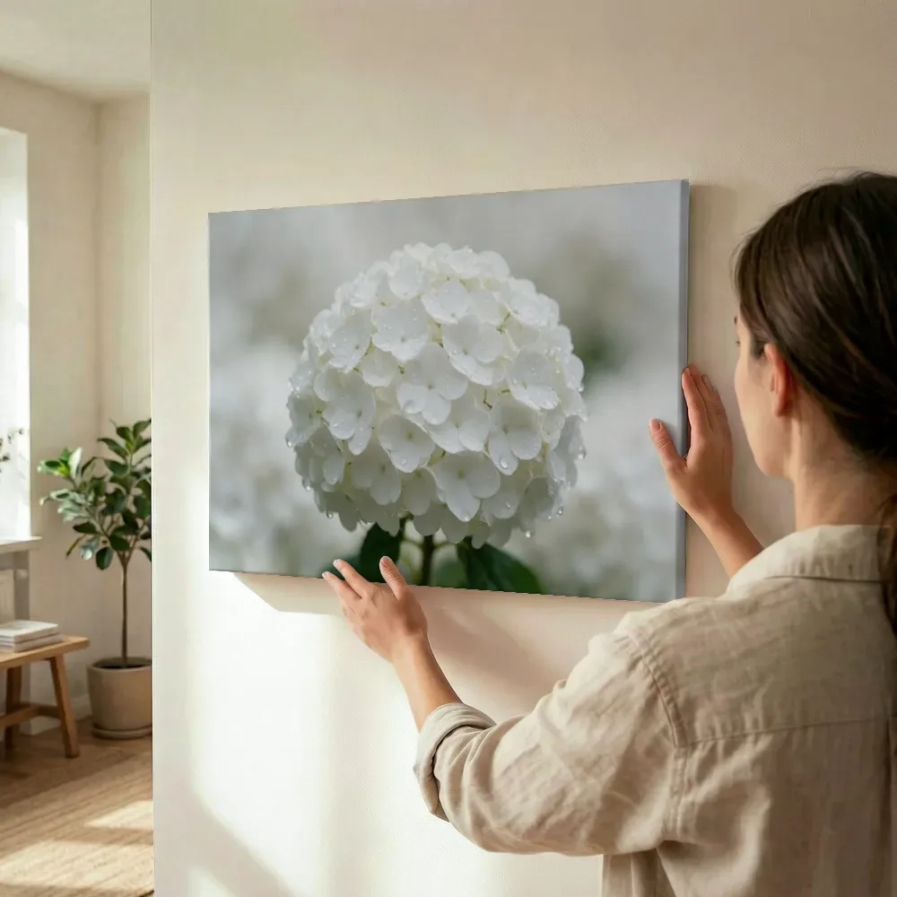 Sfeerimpressie: Hortensia in na de regen, wit 3 terwijl het wordt opgehangen
