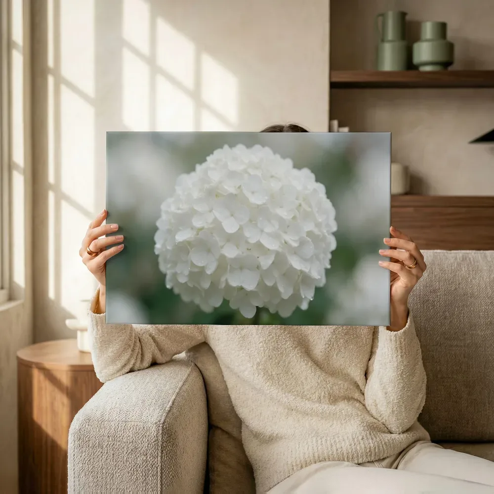 Sfeerimpressie: Hortensia in na de regen, wit 4 terwijl het omhoog wordt gehouden