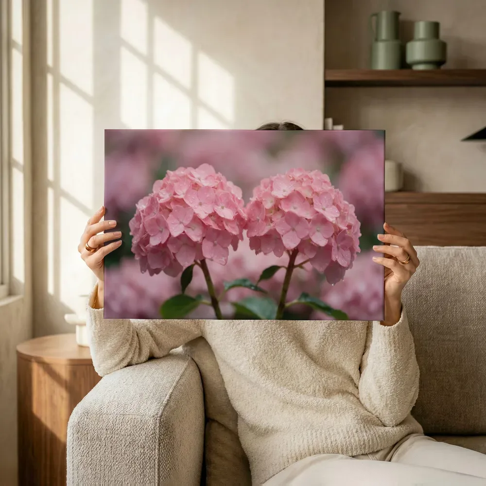Sfeerimpressie: Hortensia in na de regen, zachtroze 2 terwijl het omhoog wordt gehouden