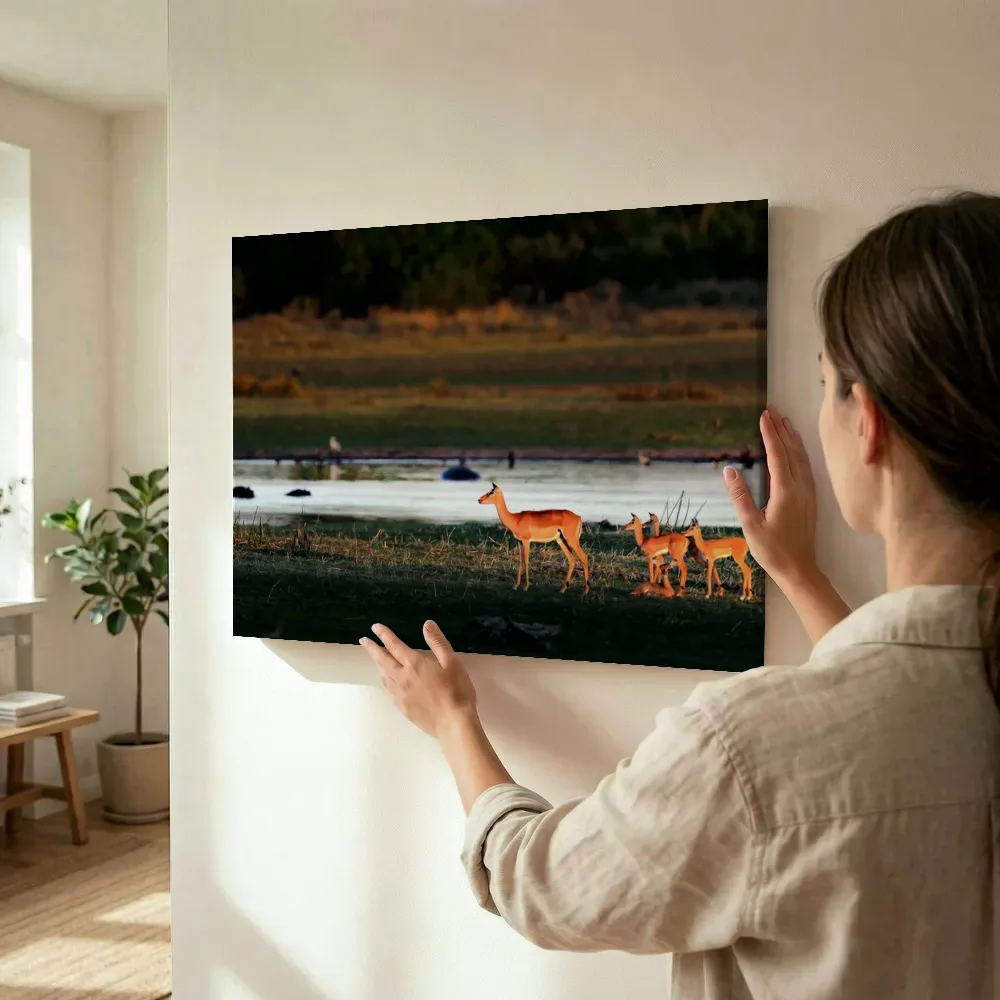 Sfeerimpressie: Impala's bij een waterpoel in gouden licht terwijl het wordt opgehangen