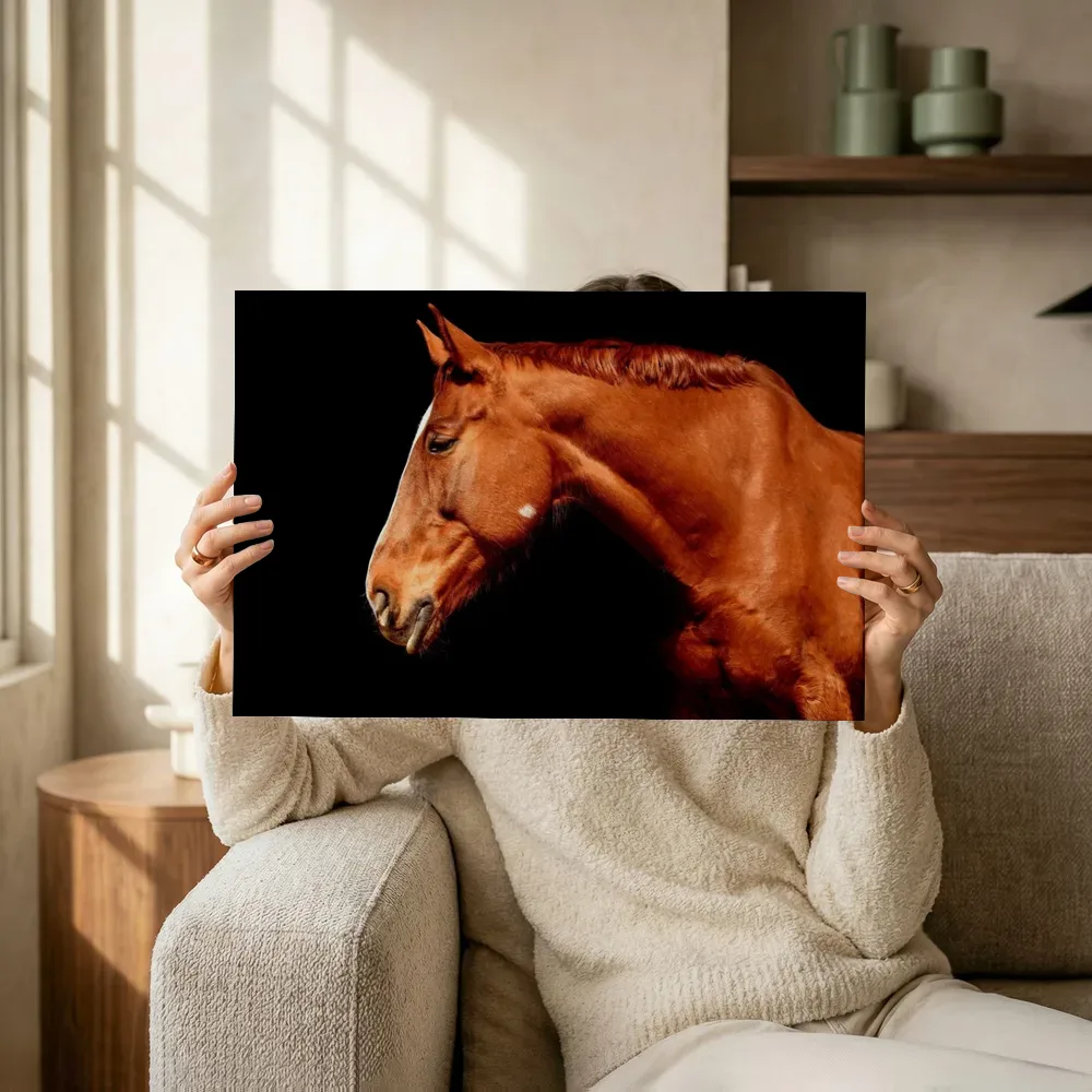 Sfeerimpressie: Kastanjebruin paard op zwarte achtergrond terwijl het omhoog wordt gehouden