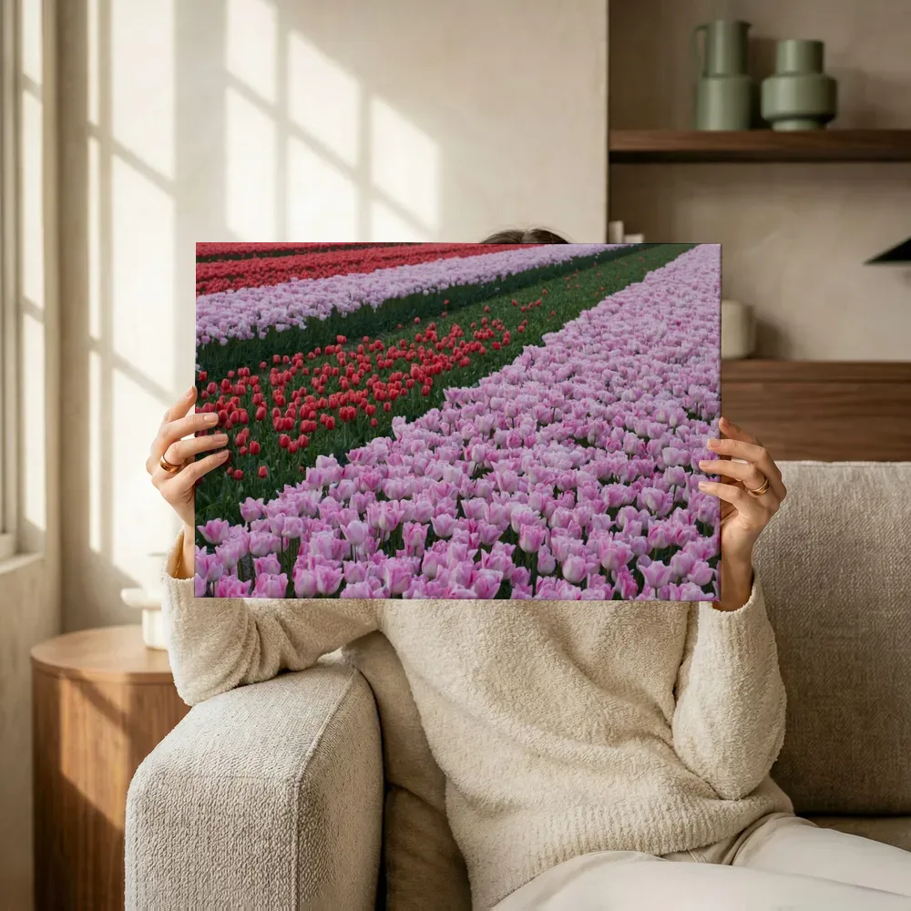 Sfeerimpressie: Kleurrijke tulpenvelden in rijen terwijl het omhoog wordt gehouden