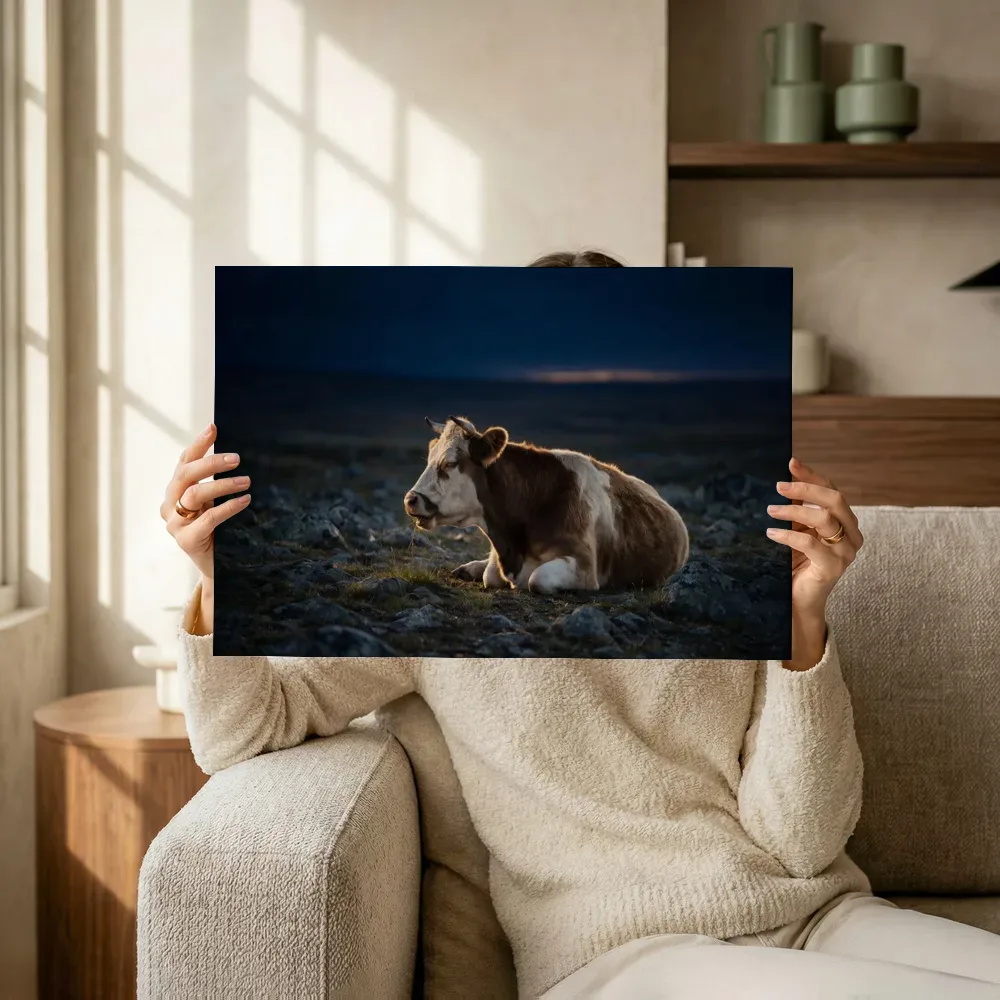 Sfeerimpressie: Koe rustend, de laatste gloed vlak voor de nacht terwijl het omhoog wordt gehouden