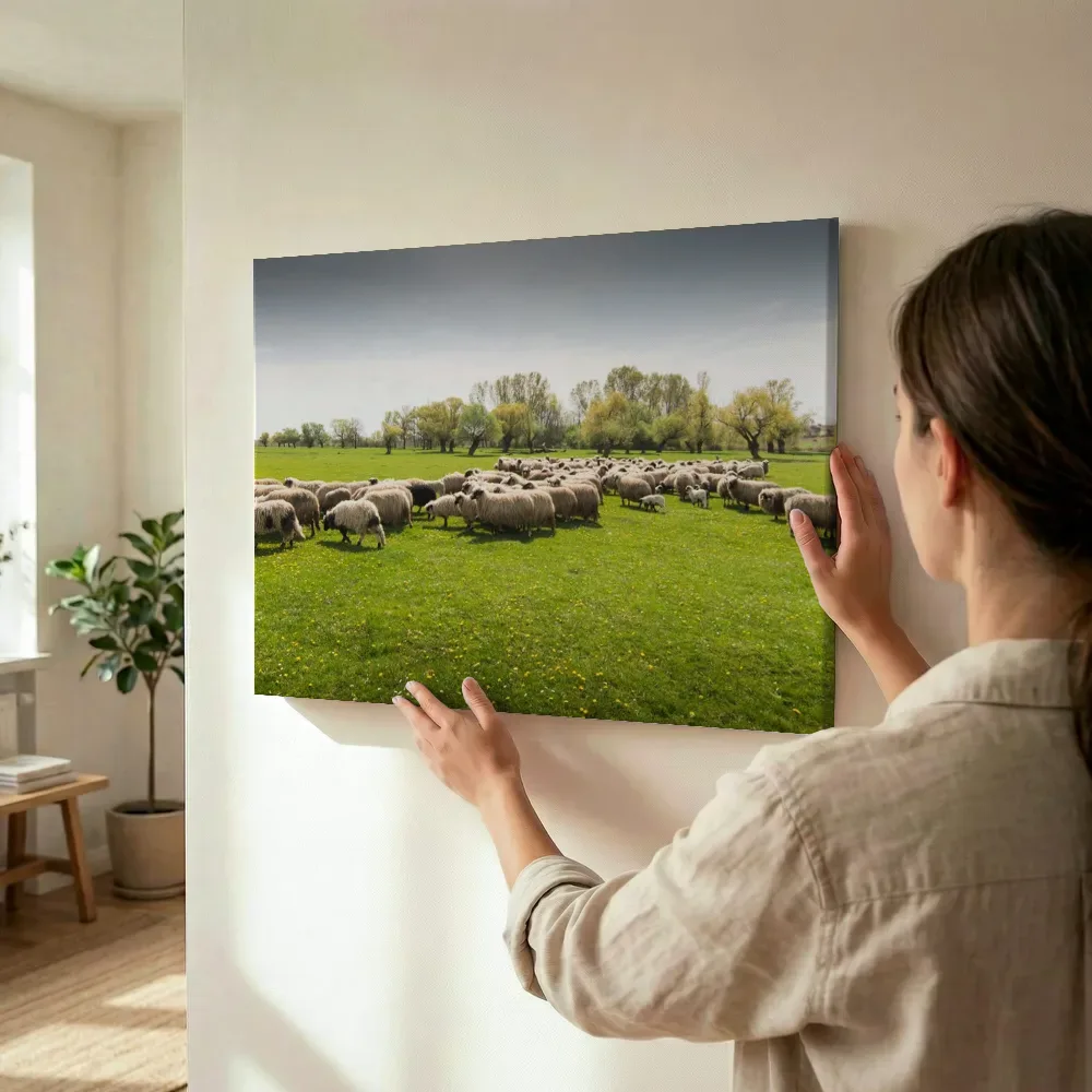 Sfeerimpressie: Kudde schapen in een groene wei terwijl het wordt opgehangen