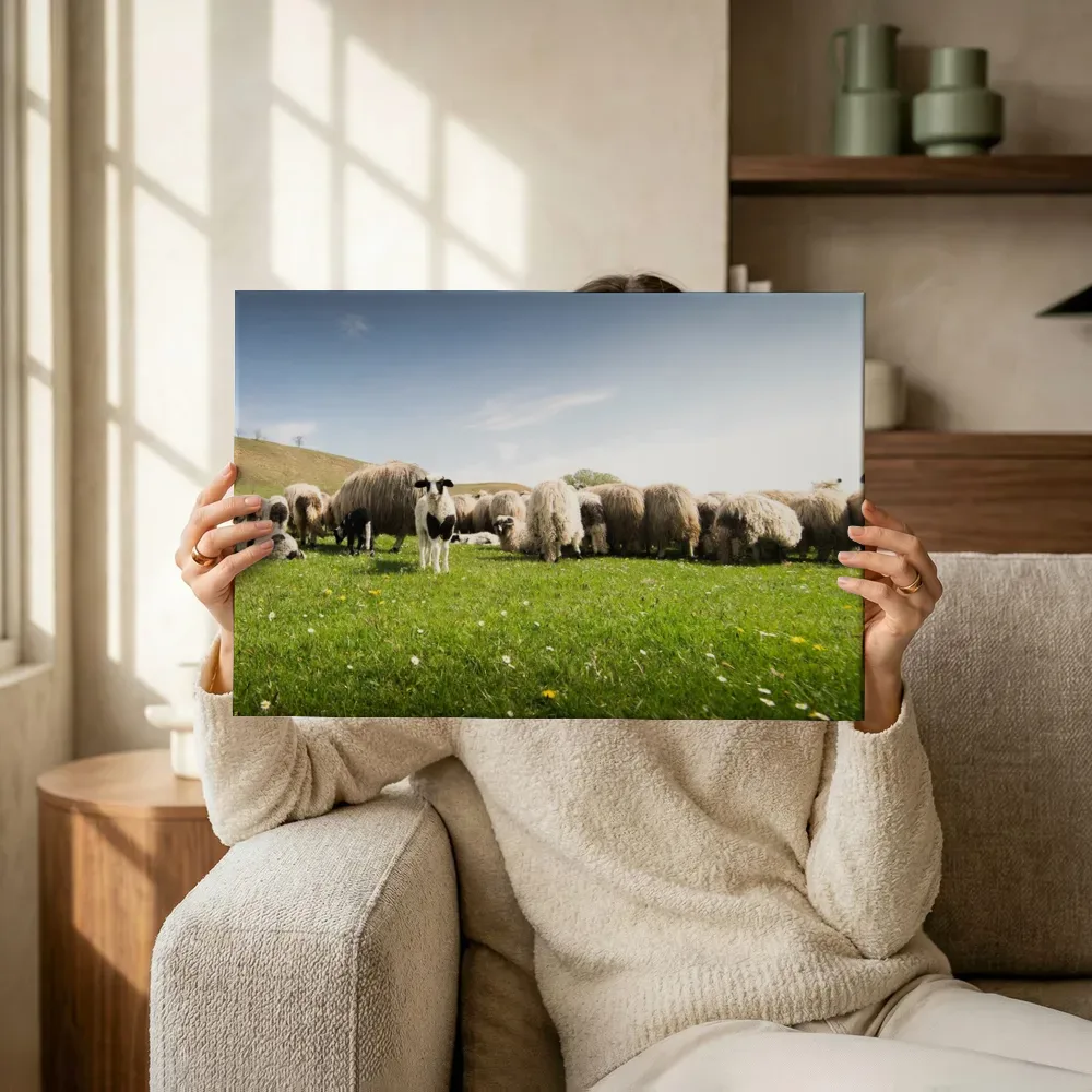 Sfeerimpressie: Lam tussen de kudde schapen terwijl het omhoog wordt gehouden