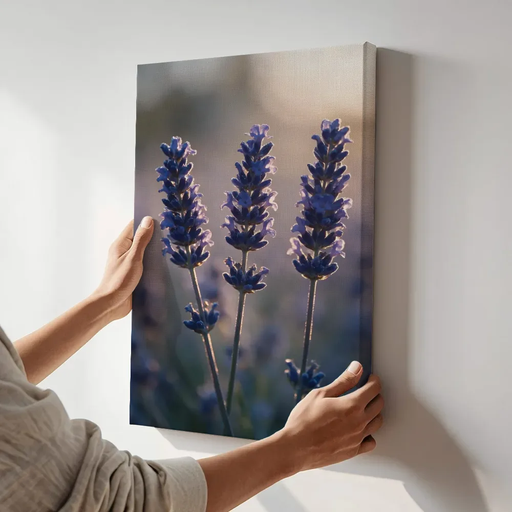 Sfeerimpressie: Lavendel in het gouden uur, diep paarsblauw terwijl het aan de muur wordt gehangen
