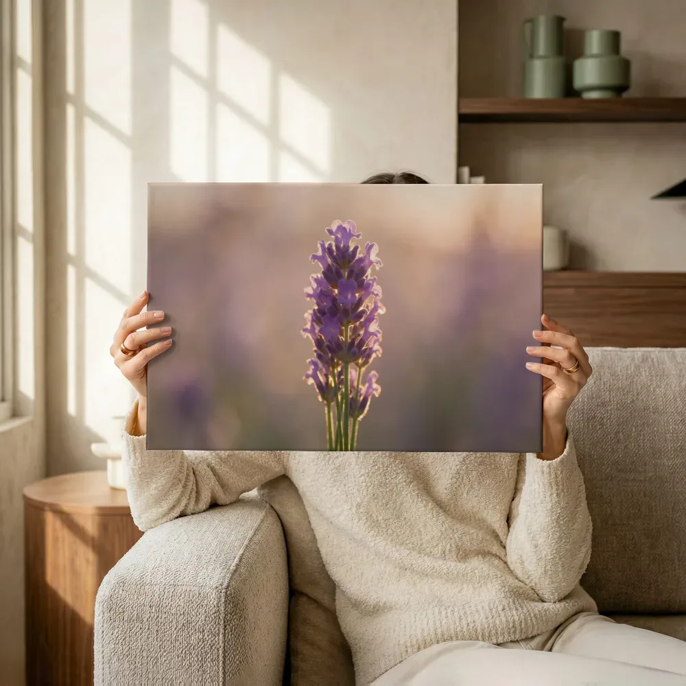 Sfeerimpressie: Lavendel in het gouden uur, zacht violetpaars 7 terwijl het omhoog wordt gehouden