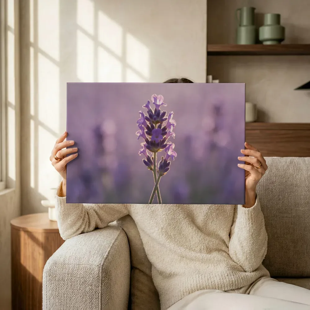 Sfeerimpressie: Lavendel in het gouden uur, zacht violetpaars terwijl het omhoog wordt gehouden
