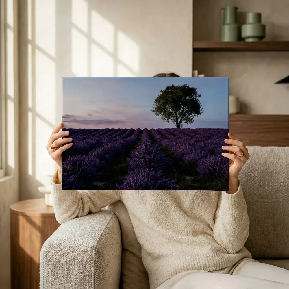 Sfeerimpressie: Lavendelveld bij zonsondergang met eenzame boom terwijl het omhoog wordt gehouden