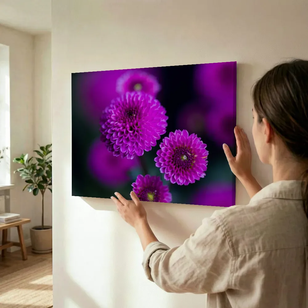 Sfeerimpressie: Paarse dahlia's in vol bloei terwijl het wordt opgehangen