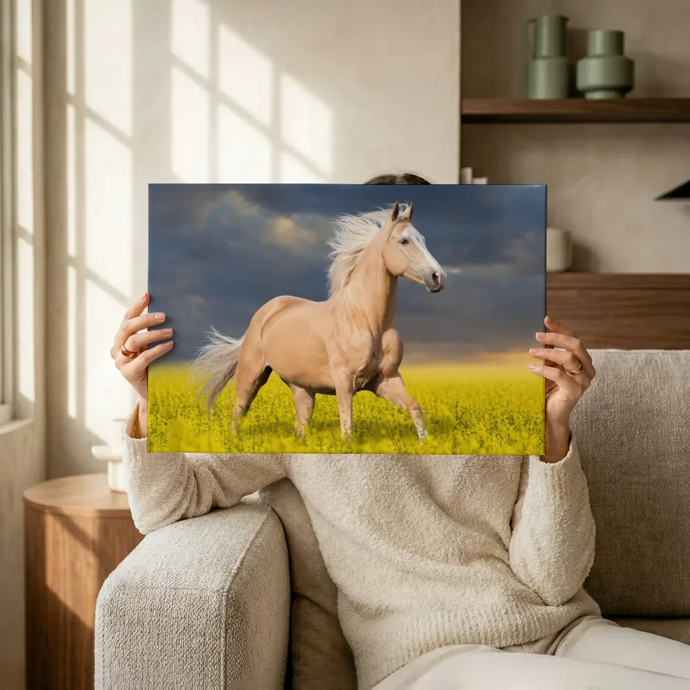 Sfeerimpressie: Palomino in het koolzaadveld terwijl het omhoog wordt gehouden
