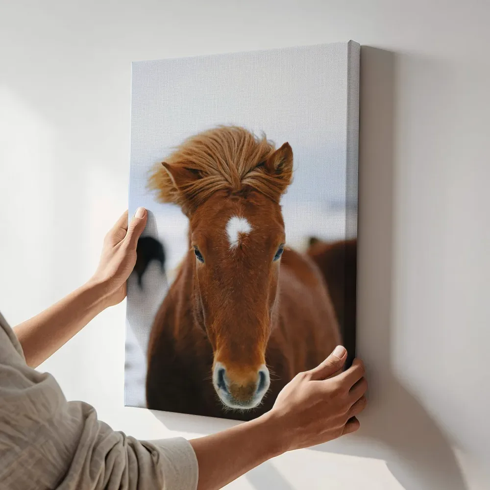 Sfeerimpressie: Portret van een IJslands paard terwijl het aan de muur wordt gehangen