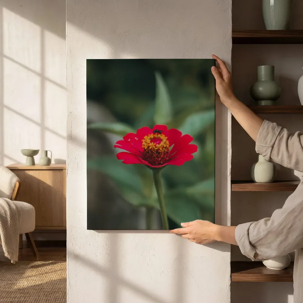 Sfeerimpressie: Rode zinnia met bezoekend insect naast de kast