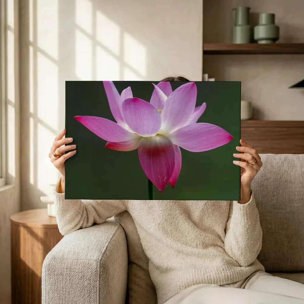 Sfeerimpressie: Roze lotusbloem in volle bloei terwijl het omhoog wordt gehouden