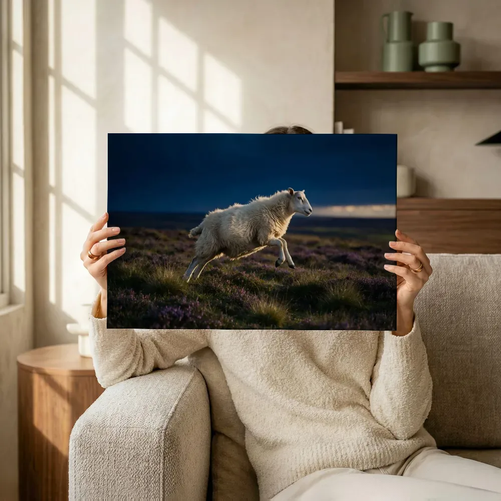 Sfeerimpressie: Schaap in beweging, de laatste gloed vlak voor de nacht terwijl het omhoog wordt gehouden