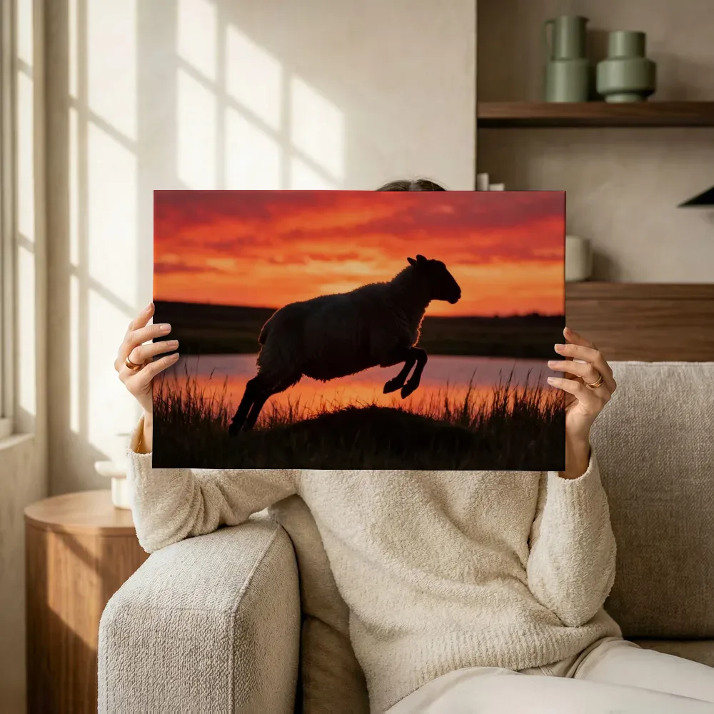 Sfeerimpressie: Schaap in de sprong, een silhouet tegen een vurige zonsondergang terwijl het omhoog wordt gehouden