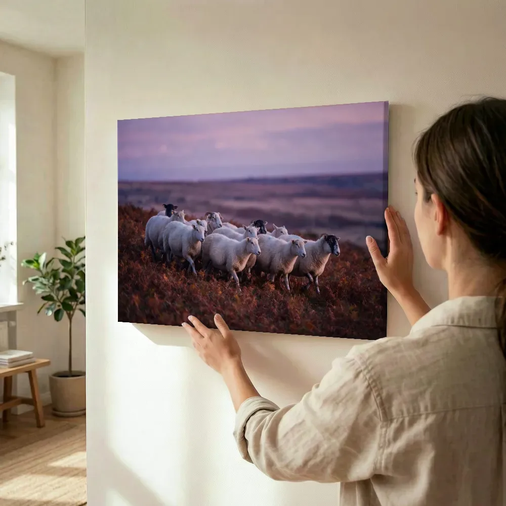 Sfeerimpressie: Schaap in kudde, een roze-paarse schemering 2 terwijl het wordt opgehangen