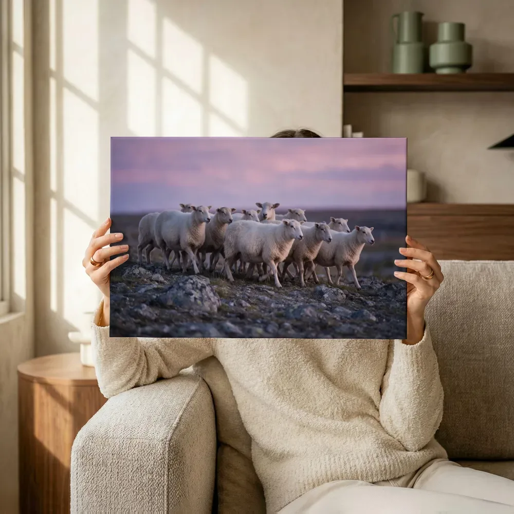 Sfeerimpressie: Schaap in kudde, een roze-paarse schemering terwijl het omhoog wordt gehouden