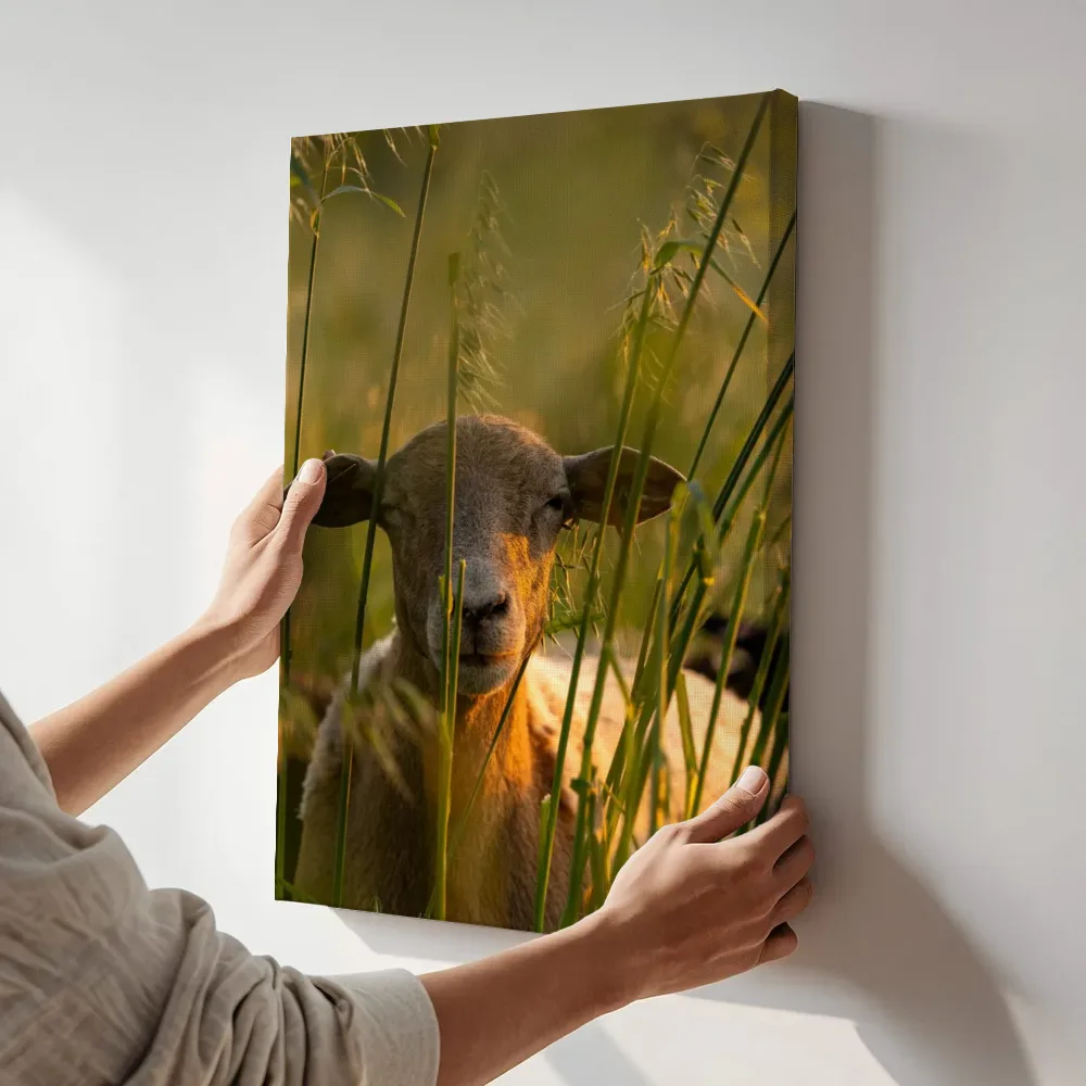 Sfeerimpressie: Schaap verscholen in gouden grassen terwijl het aan de muur wordt gehangen