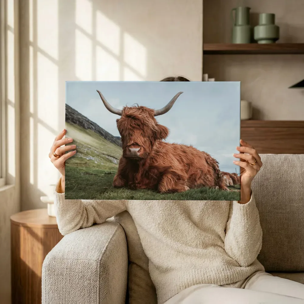 Sfeerimpressie: Schotse hooglander tegen de heuvels terwijl het omhoog wordt gehouden