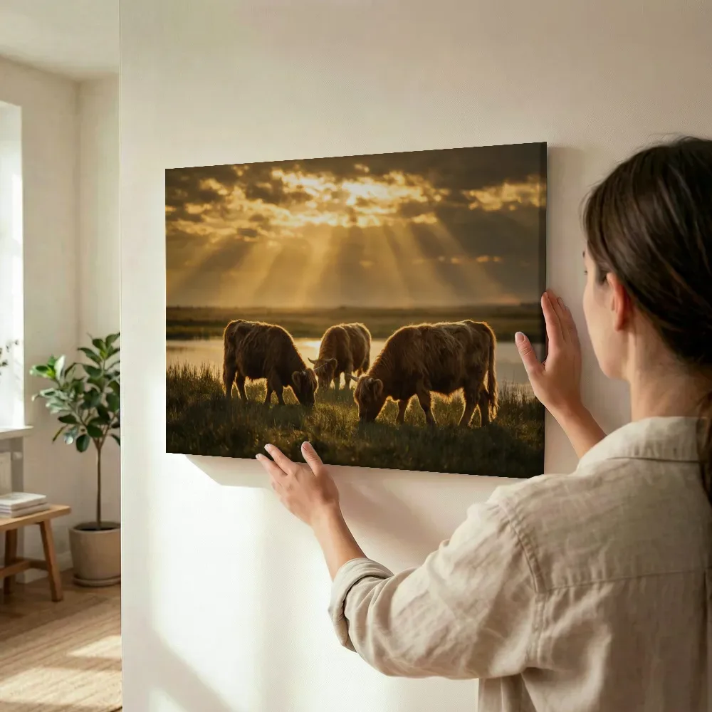 Sfeerimpressie: Schotse Hooglander in groepje, lichtbundels door de wolken terwijl het wordt opgehangen