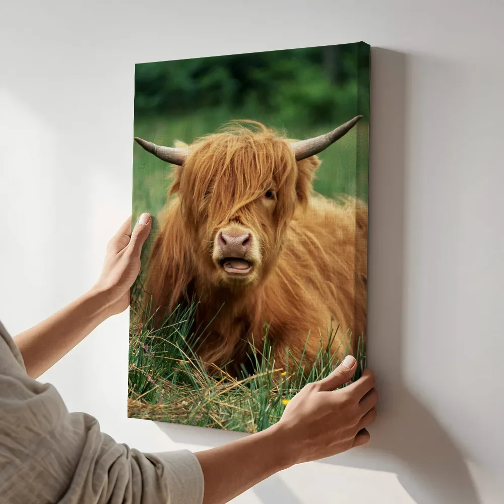 Sfeerimpressie: Schotse hooglander in weelderig gras terwijl het aan de muur wordt gehangen