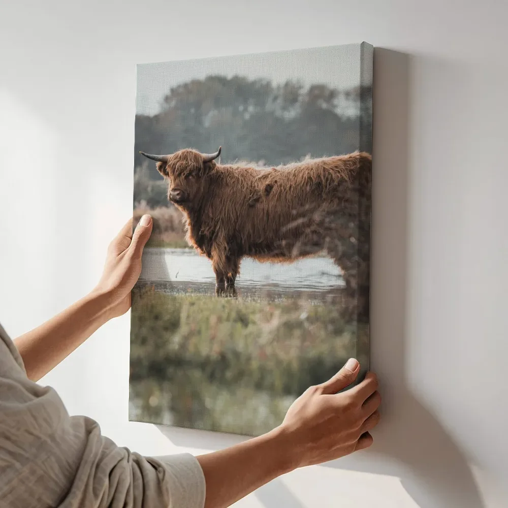 Sfeerimpressie: Schotse hooglander in het water terwijl het aan de muur wordt gehangen