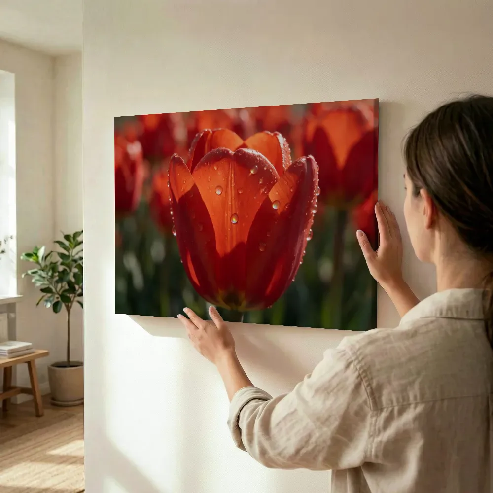Sfeerimpressie: Tulp in dauw, regenboogglans, vuurrood terwijl het wordt opgehangen