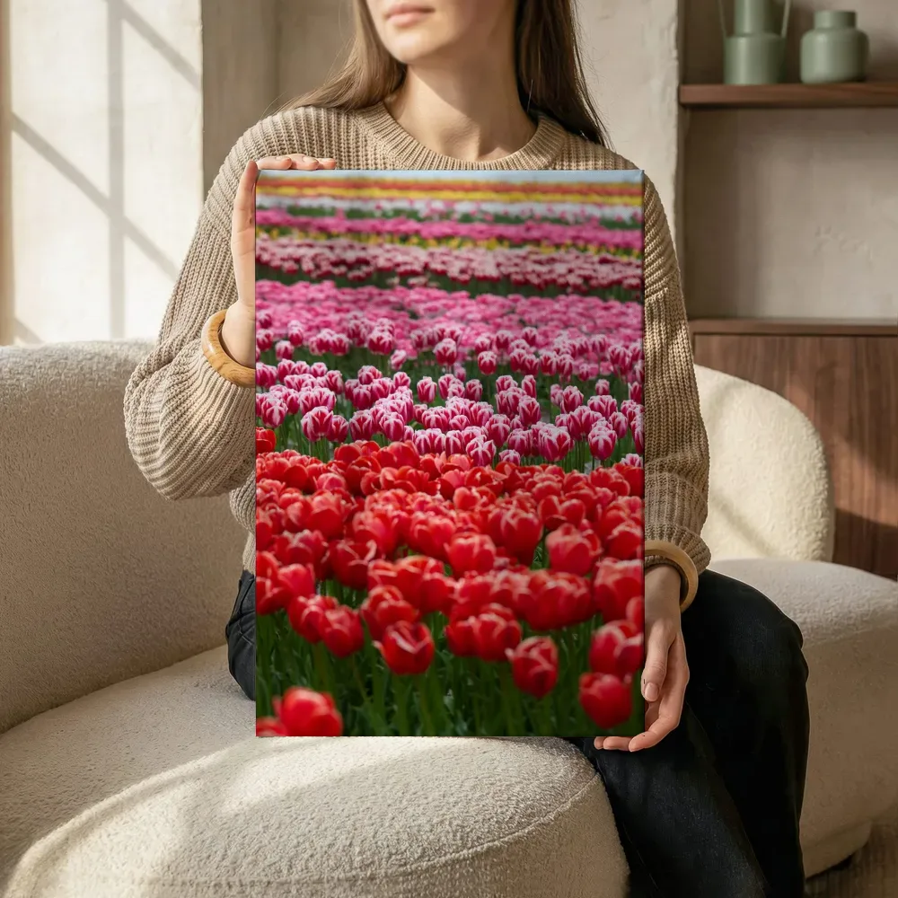 Sfeerimpressie: Tulpenveld in roze en rood terwijl het zittend wordt getoond