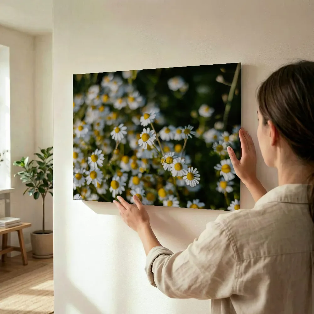 Sfeerimpressie: Veld vol madeliefjes in close-up terwijl het wordt opgehangen