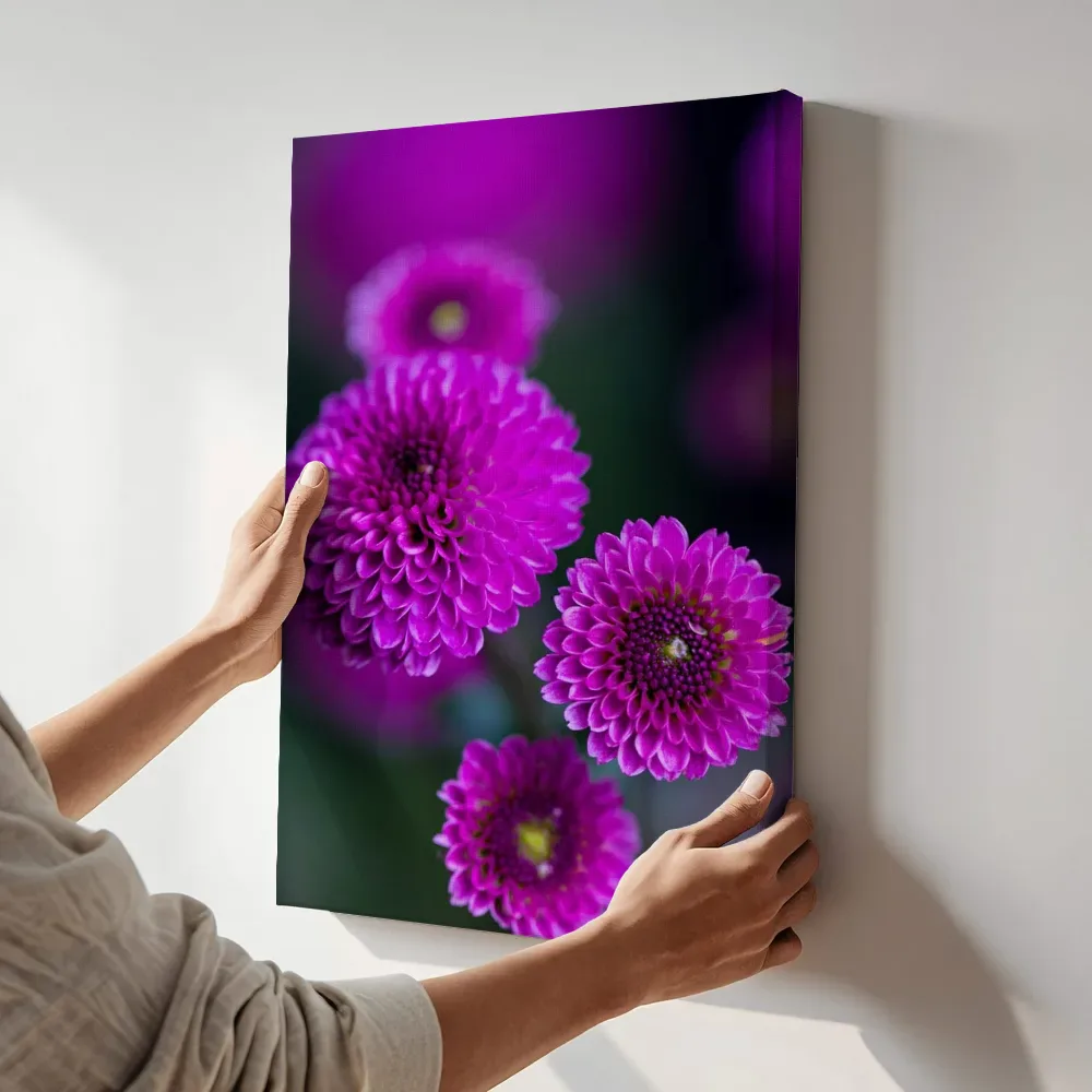Sfeerimpressie: Violette dahliacluster in close-up terwijl het aan de muur wordt gehangen