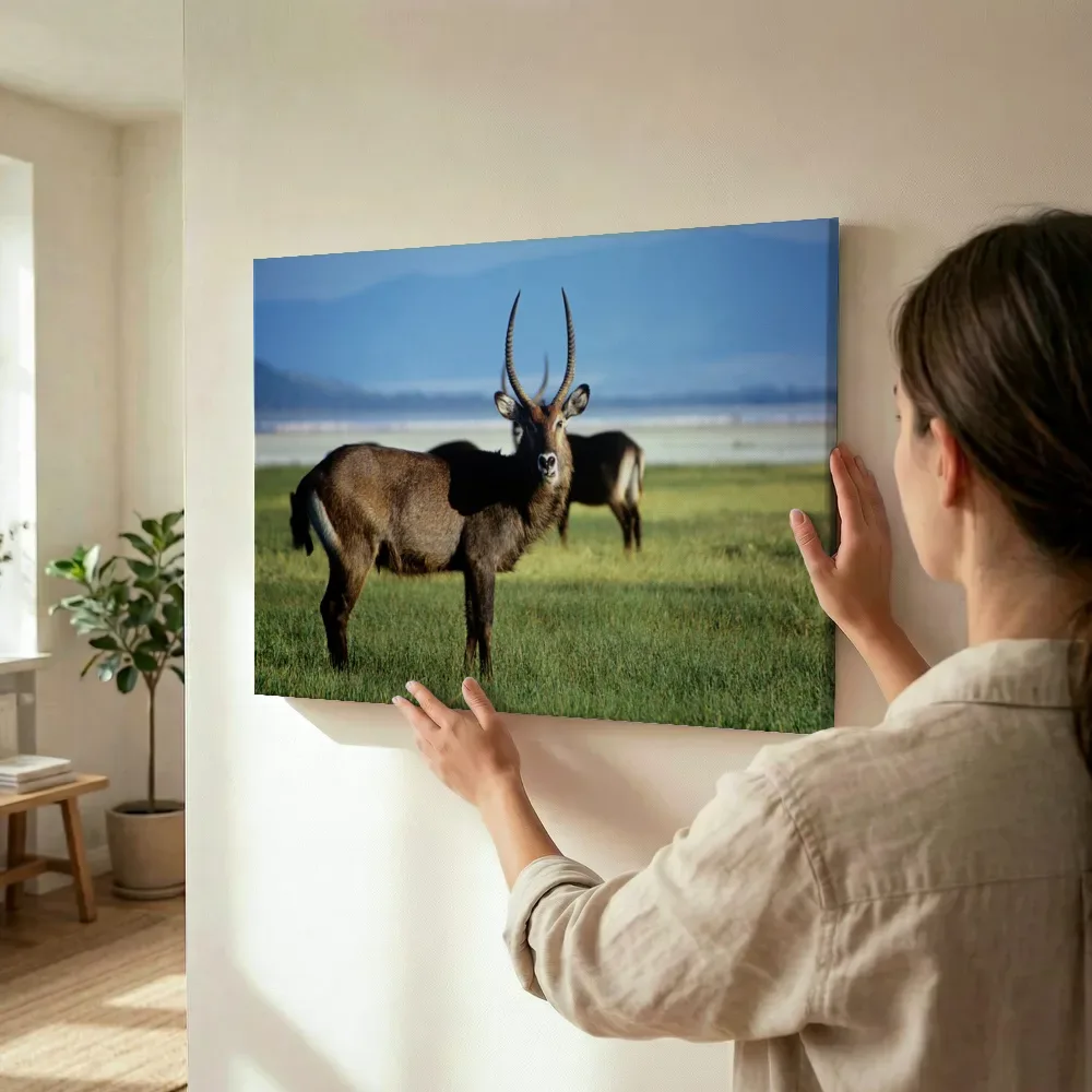 Sfeerimpressie: Waterbok in de Afrikaanse vlakte terwijl het wordt opgehangen