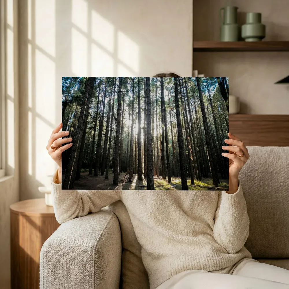 Sfeerimpressie: Zonlicht door het dennenbos terwijl het omhoog wordt gehouden