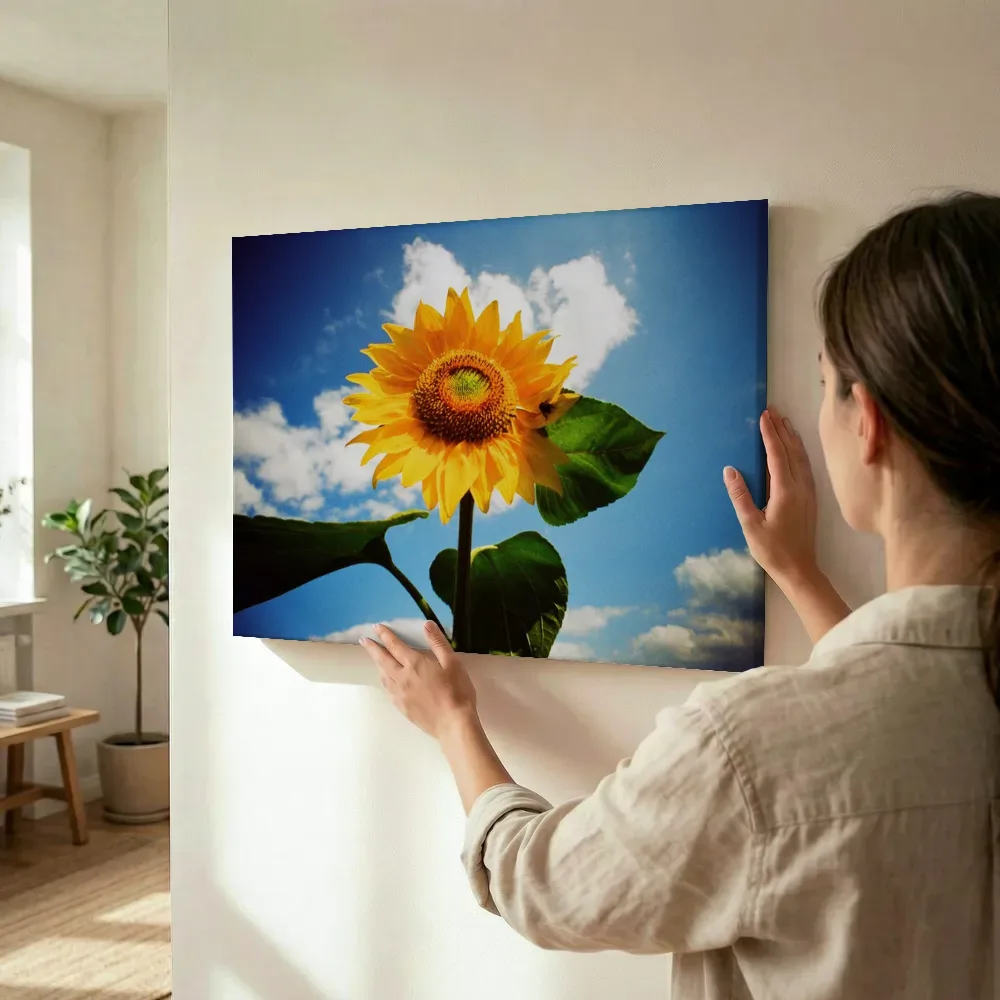 Sfeerimpressie: Zonnebloem tegen een blauwe lucht terwijl het wordt opgehangen