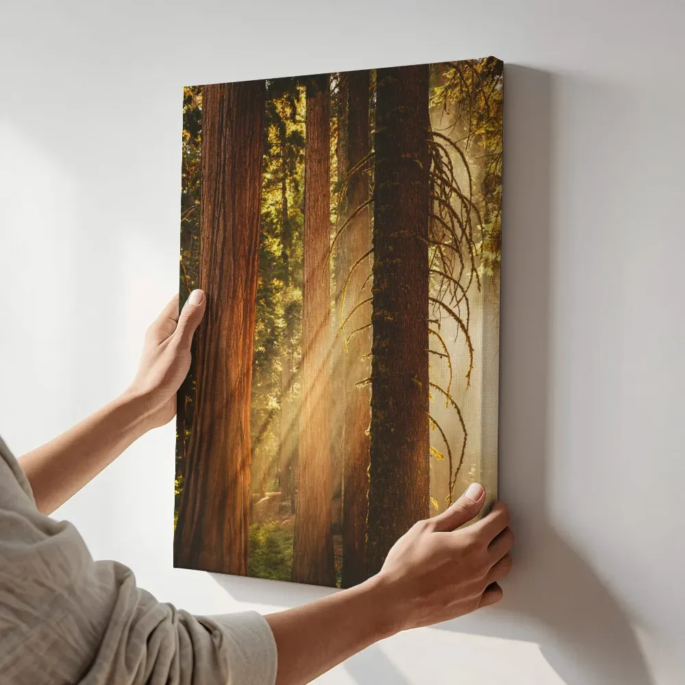 Sfeerimpressie: Zonnestralen tussen reuzensequoia's terwijl het aan de muur wordt gehangen