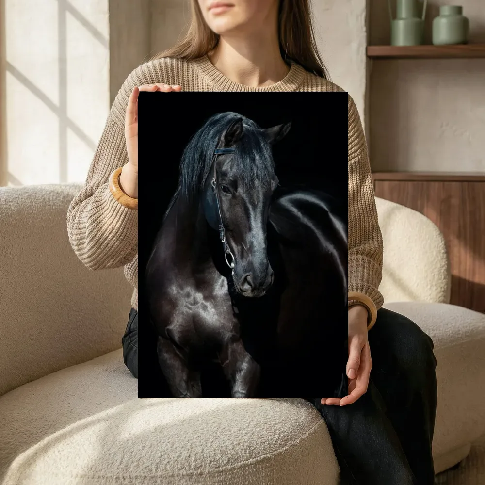 Sfeerimpressie: Zwart paard portret terwijl het zittend wordt getoond